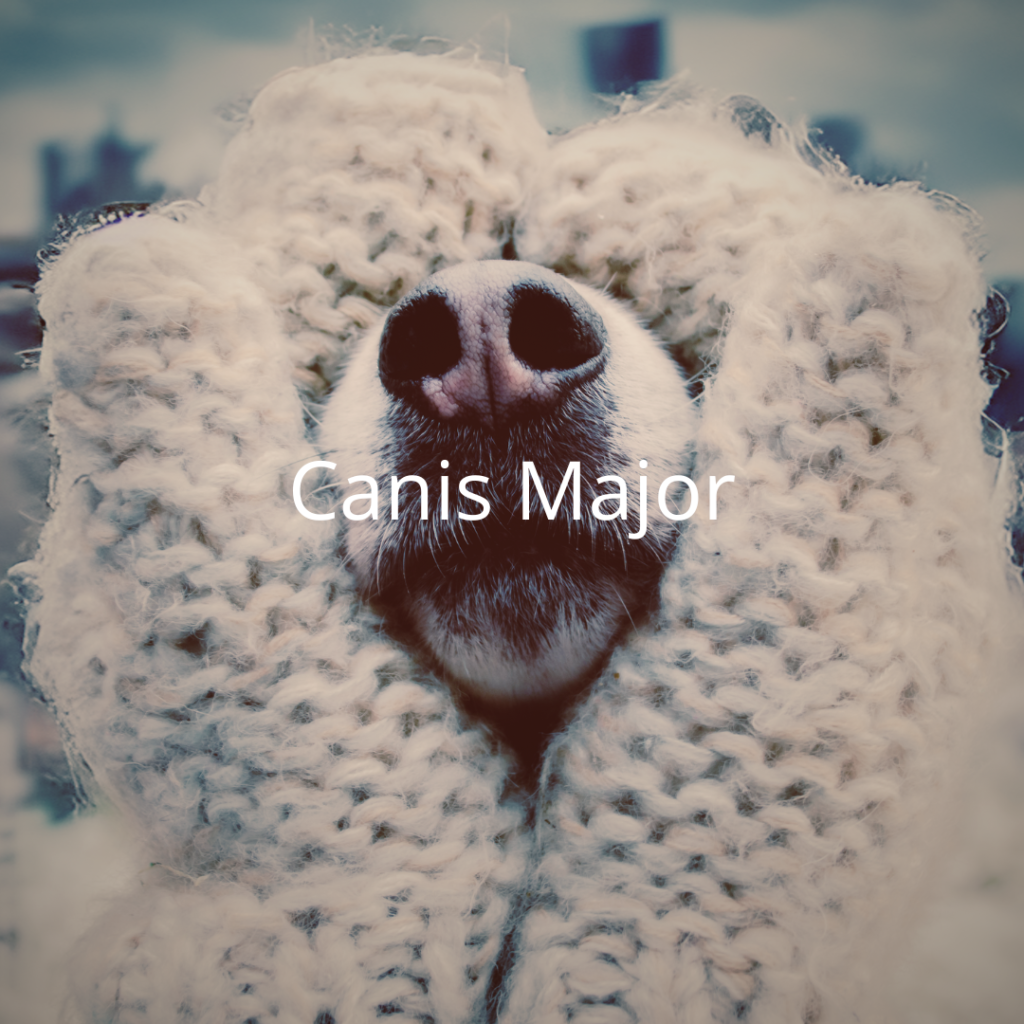 Muted toned image of hands in pale mittens cupping the muzzle of a dog so you can only see the end of its nose and mouth. Blurred cityscape behind in muted blue tones. White text: Canis Major